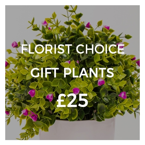 Florist Choice Gift Plants